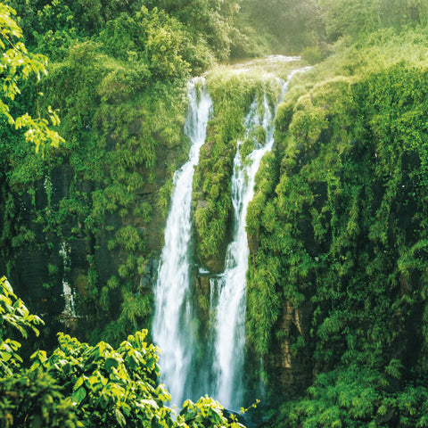 Wall planner Rainforests 2025, 30 x 30 cm