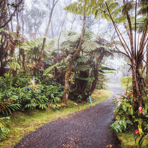Wall planner Rainforests 2025, 30 x 30 cm