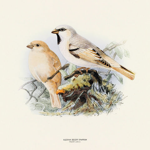 Wall planner Birds 2025, 30 x 30 cm