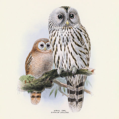 Wall planner Birds 2025, 30 x 30 cm