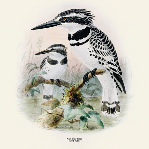 Wall planner Birds 2025, 30 x 30 cm