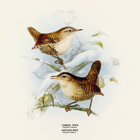 Wall planner Birds 2025, 30 x 30 cm