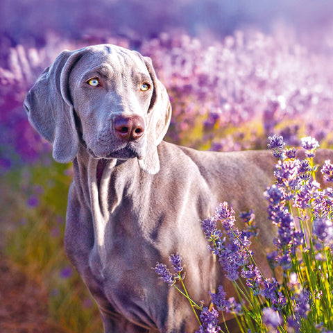 Wall planner Provence 2025, 30 x 30 cm