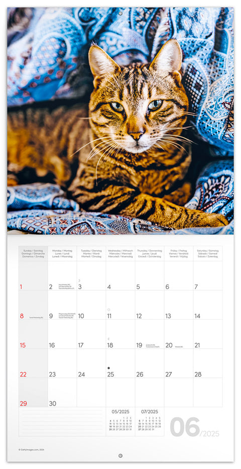 Wall planner Cats 2025, 30 x 30 cm