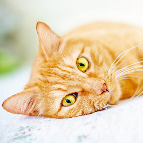 Wall planner Cats 2025, 30 x 30 cm