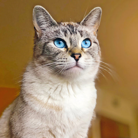 Wall planner Cats 2025, 30 x 30 cm