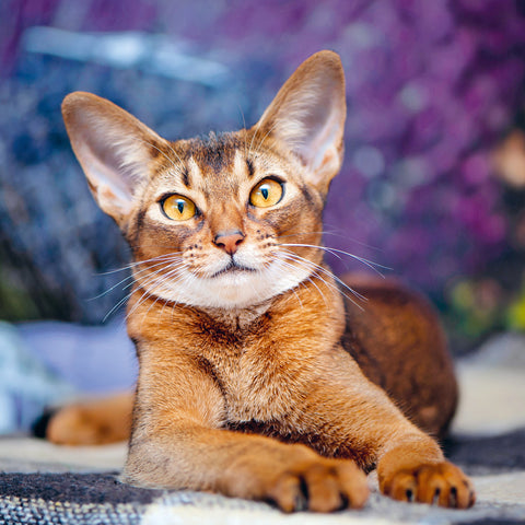 Wall planner Cats 2025, 30 x 30 cm