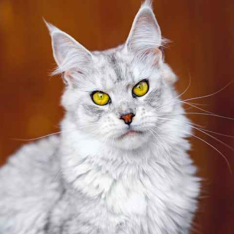 Wall planner Cats 2025, 30 x 30 cm