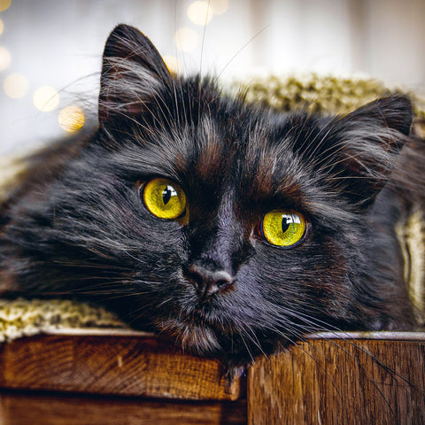 Wall planner Cats 2025, 30 x 30 cm