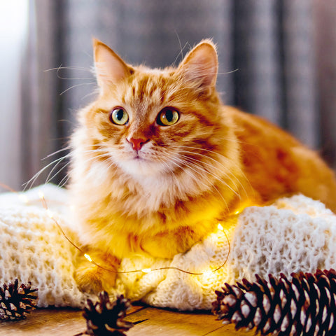 Wall planner Cats 2025, 30 x 30 cm