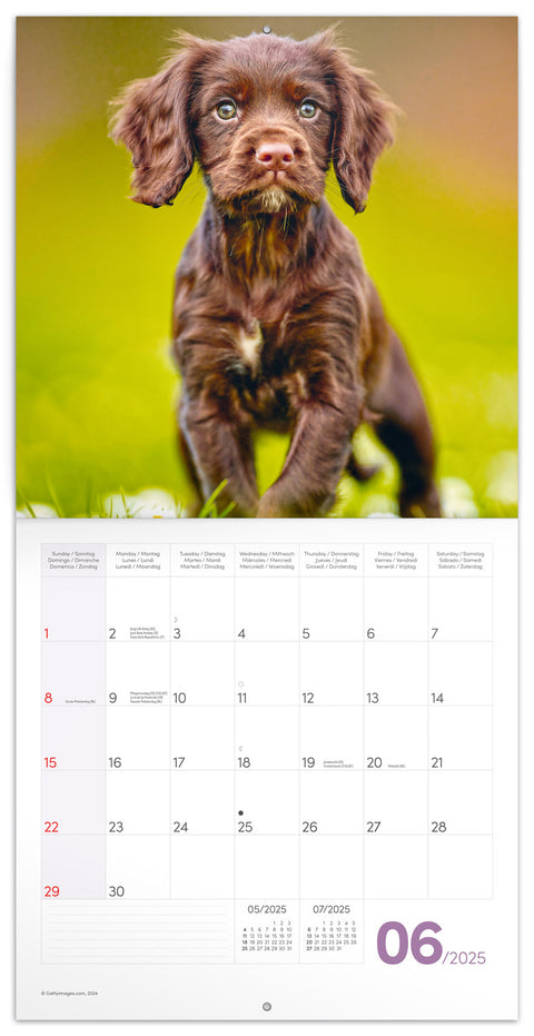 Wall planner Puppies 2025, 30 x 30 cm