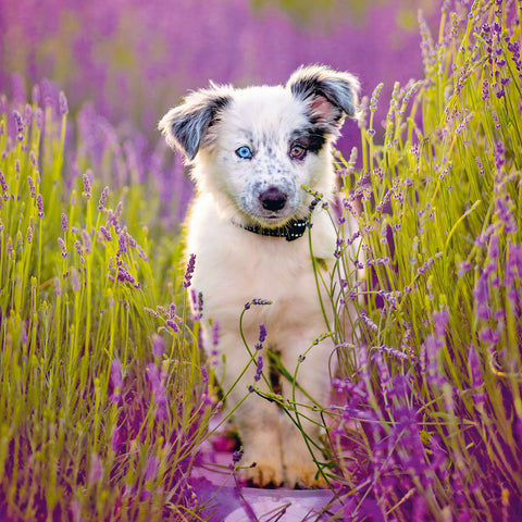 Wall planner Puppies 2025, 30 x 30 cm