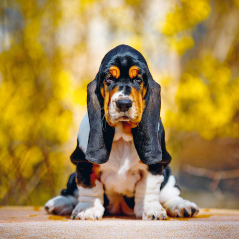 Wall planner Puppies 2025, 30 x 30 cm