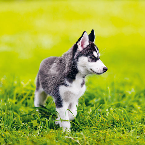 Wall planner Puppies 2025, 30 x 30 cm