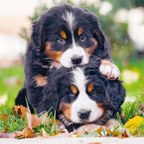 Wall planner Puppies 2025, 30 x 30 cm