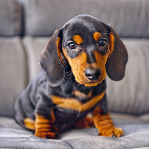 Wall planner Puppies 2025, 30 x 30 cm