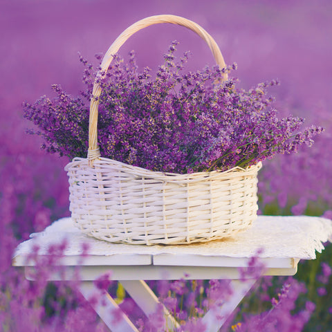 Grid calendar Provence 2026, 30 x 30 cm