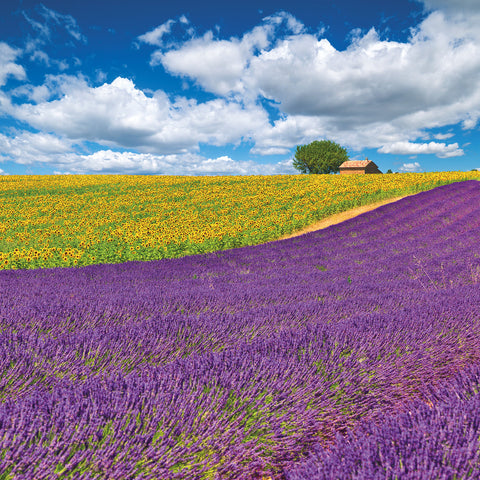 Grid calendar Provence 2026, 30 x 30 cm