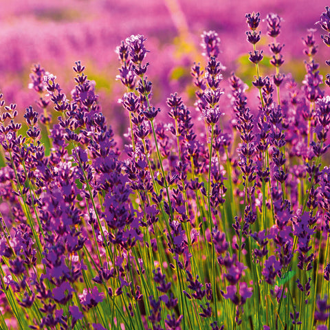 Grid calendar Provence 2026, 30 x 30 cm