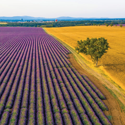 Grid calendar Provence 2026, 30 x 30 cm
