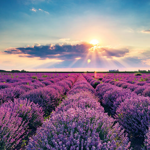 Grid calendar Provence 2026, 30 x 30 cm