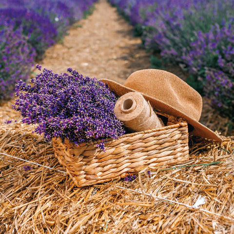 Grid calendar Provence 2026, 30 x 30 cm