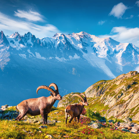 Grid calendar Alps 2026, 30 x 30 cm