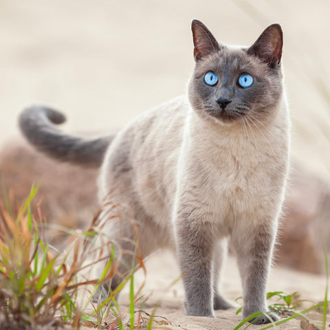 Grid calendar Cats 2026, 30 x 30 cm