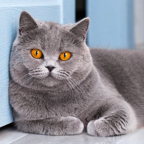 Grid calendar Cats 2026, 30 x 30 cm