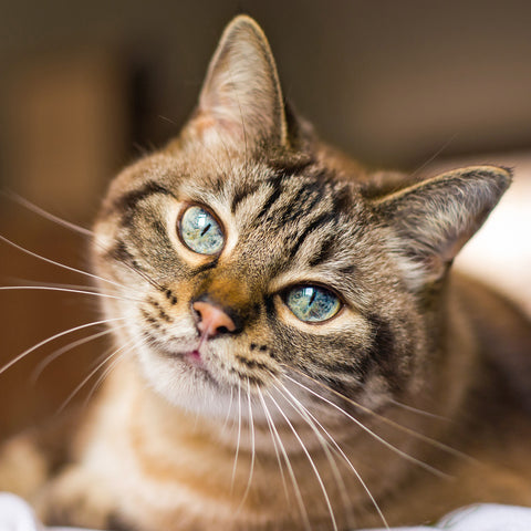 Grid calendar Cats 2026, 30 x 30 cm