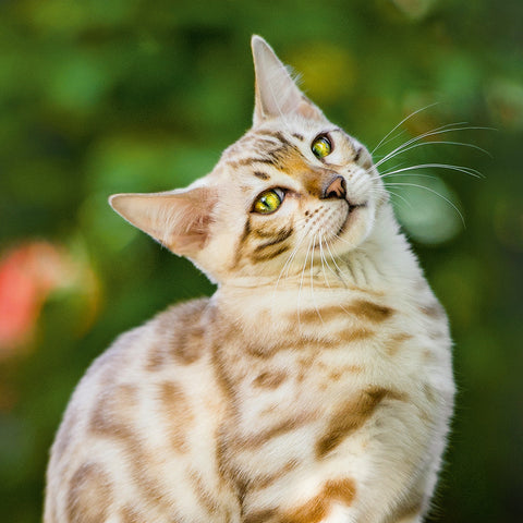 Grid calendar Cats 2026, 30 x 30 cm