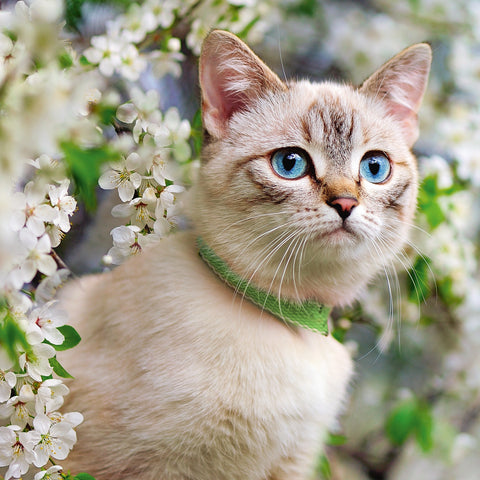 Grid calendar Cats 2026, 30 x 30 cm