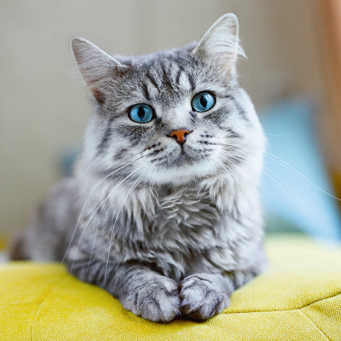 Grid calendar Cats 2026, 30 x 30 cm