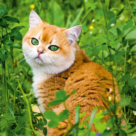 Grid calendar Cats 2026, 30 x 30 cm