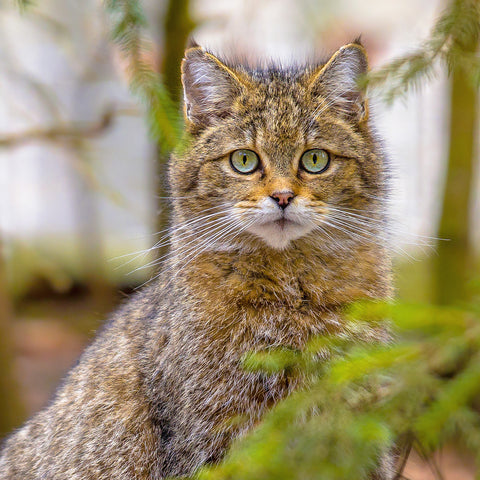 Grid calendar Cats 2026, 30 x 30 cm