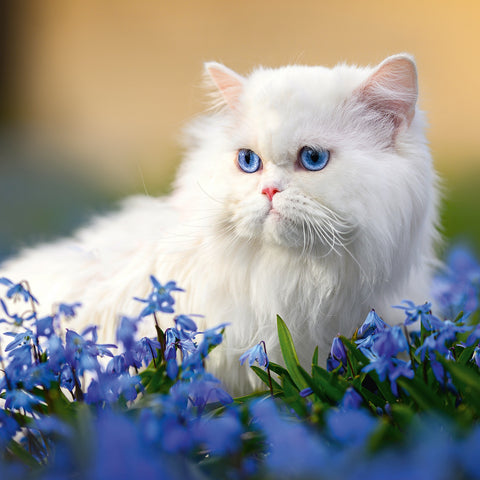 Grid calendar Cats 2026, 30 x 30 cm