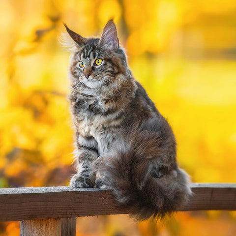 Grid calendar Cats 2026, 30 x 30 cm