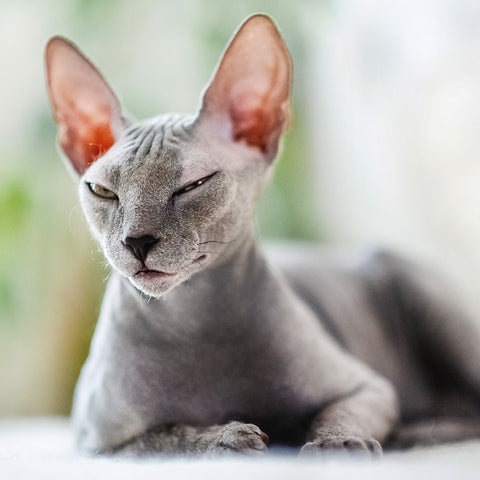 Grid calendar Cats 2026, 30 x 30 cm