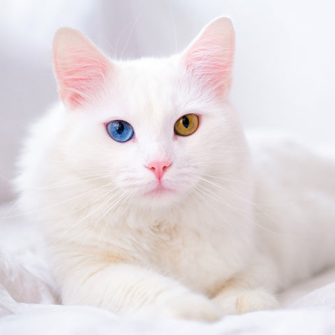 Grid calendar Cats 2026, 30 x 30 cm