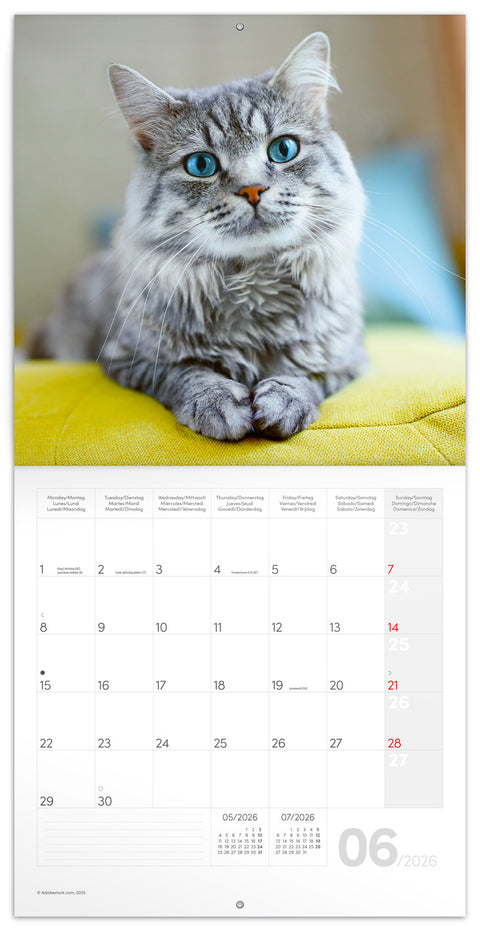 Grid calendar Cats 2026, 30 x 30 cm