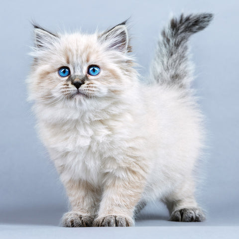 Grid calendar Kittens 2026, 30 x 30 cm