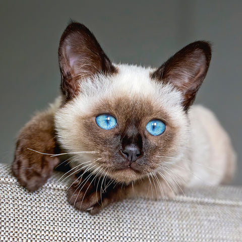 Grid calendar Kittens 2026, 30 x 30 cm