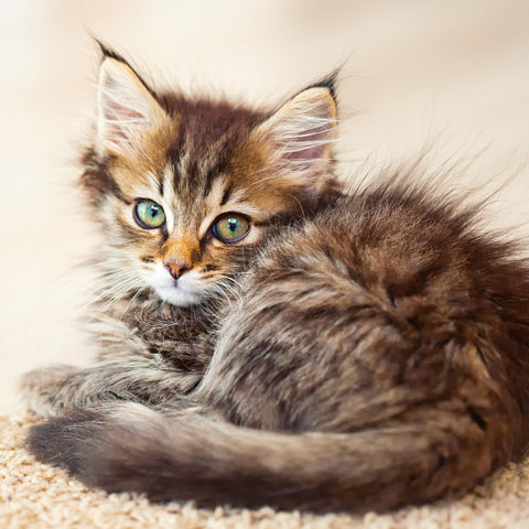 Grid calendar Kittens 2026, 30 x 30 cm