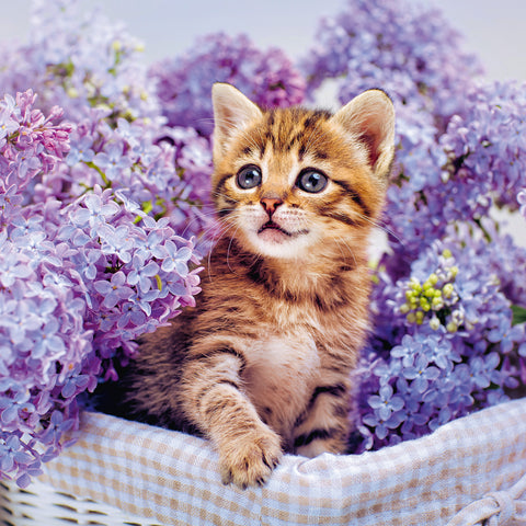 Grid calendar Kittens 2026, 30 x 30 cm