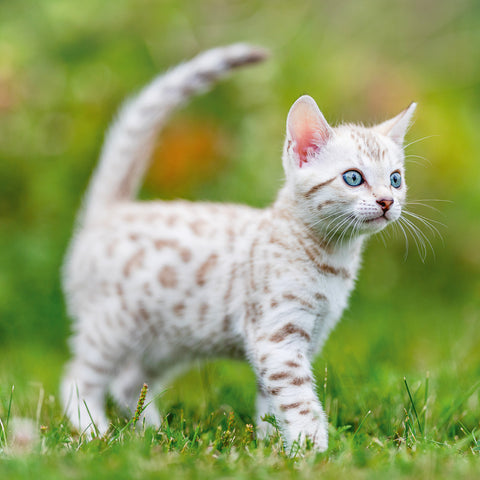 Grid calendar Kittens 2026, 30 x 30 cm