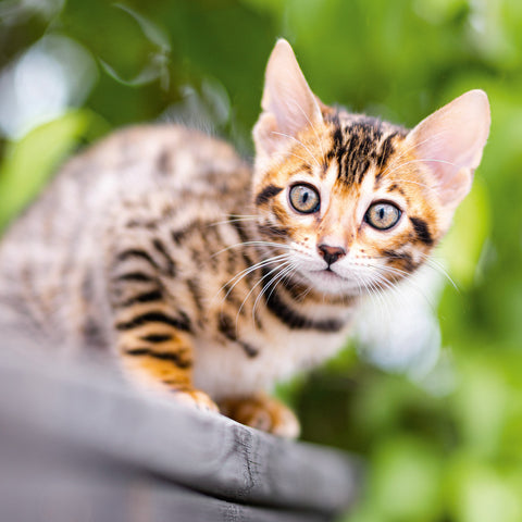 Grid calendar Kittens 2026, 30 x 30 cm