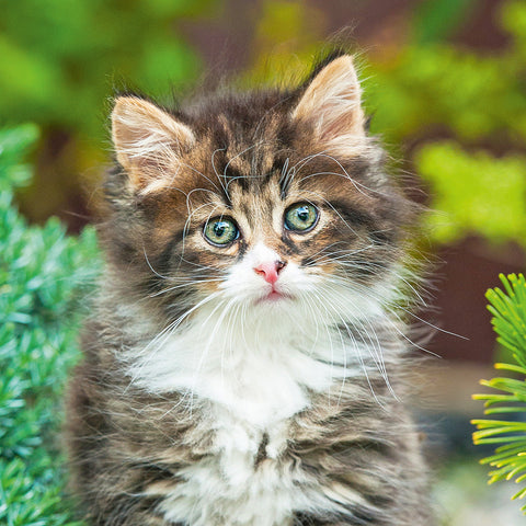 Grid calendar Kittens 2026, 30 x 30 cm