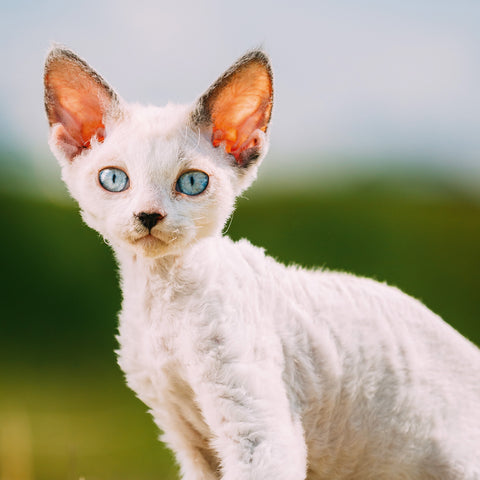 Grid calendar Kittens 2026, 30 x 30 cm