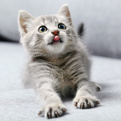 Grid calendar Kittens 2026, 30 x 30 cm