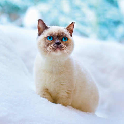 Grid calendar Kittens 2026, 30 x 30 cm